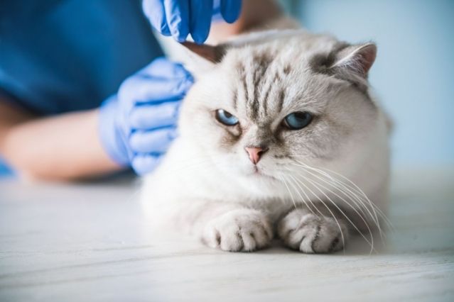 Erbrechen bei Katzen – Ursachen, Risiken & wann Sie dringend zum Arzt müssen